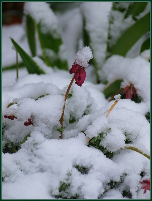 snow cap...literally