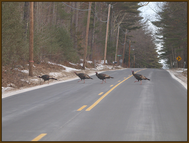 Abbey Road, Avian style