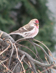 Male Common Redpoll