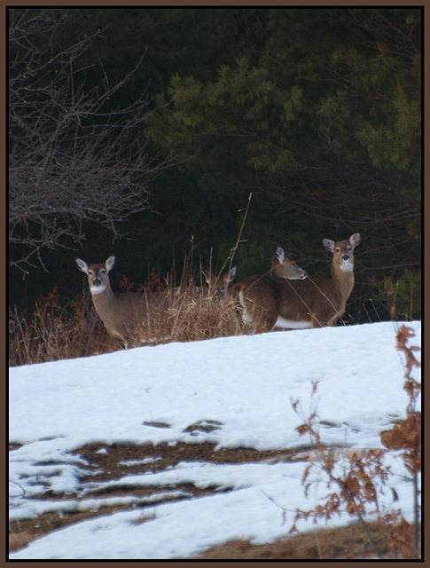 bookends