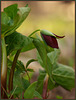 ~trillium~