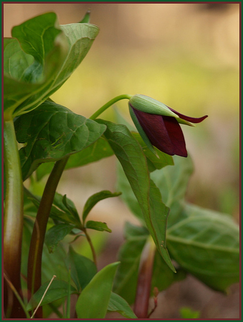 ~trillium~