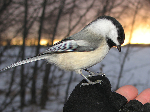 Chickadee at sunset