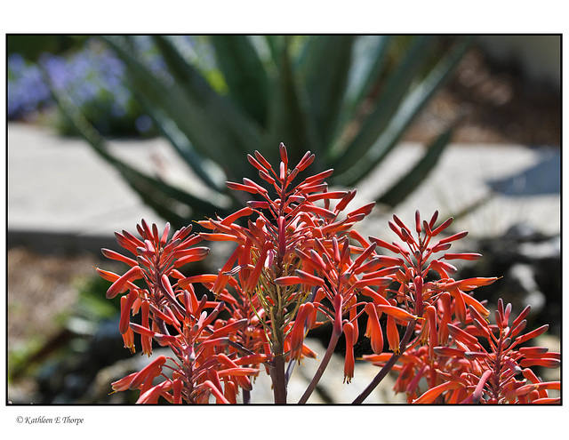 Firecracker Plant