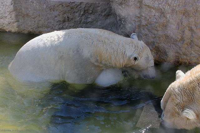 Bäriges Spiel (Zoo Karlsruhe)