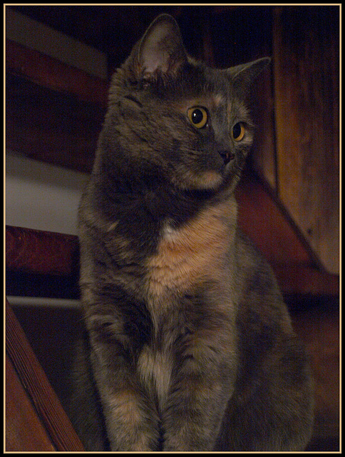 Bizzy on the stairs