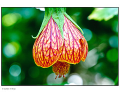 Not a Clue Flower - I now know, thanks to Nora, that this is an abutilon!