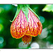 Not a Clue Flower - I now know, thanks to Nora, that this is an abutilon!