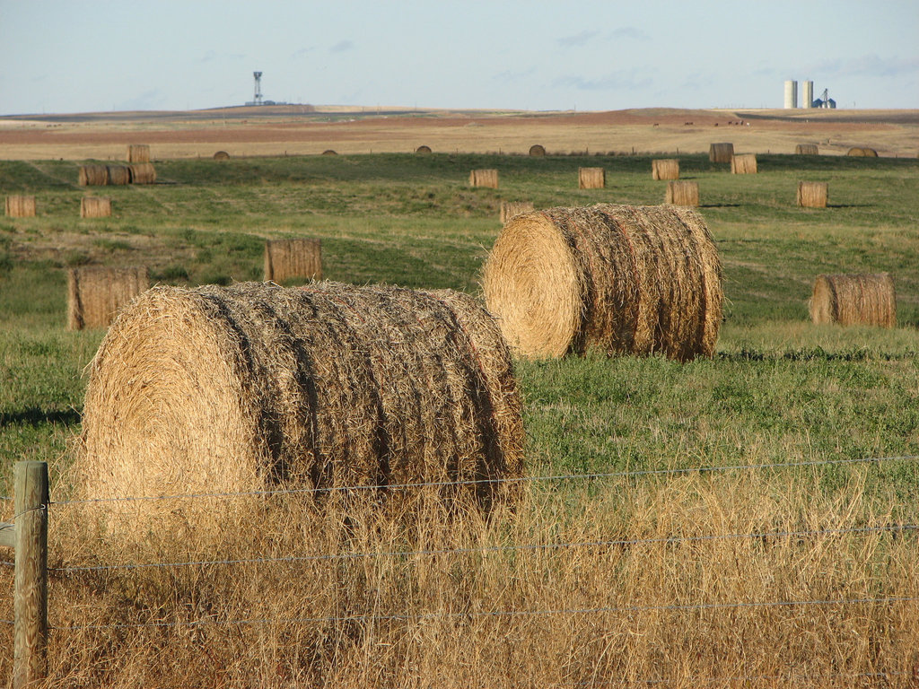 Hay bales