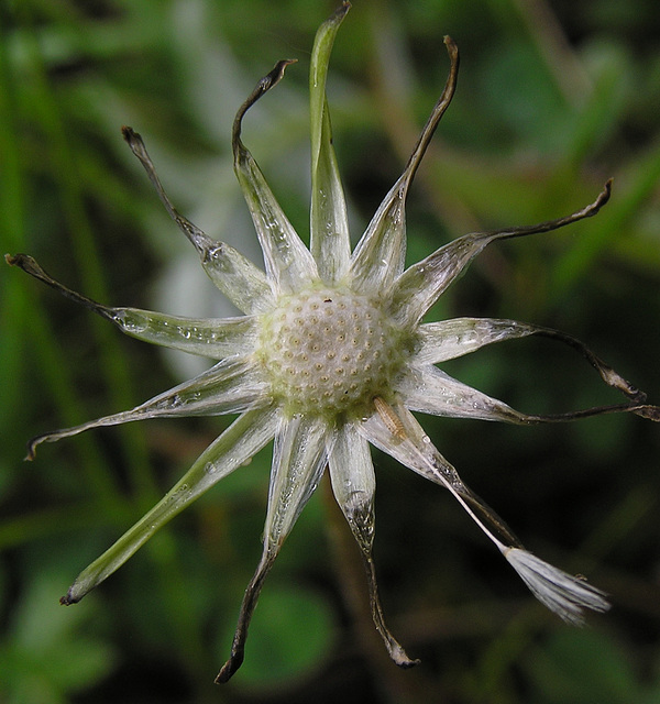 Dandelion