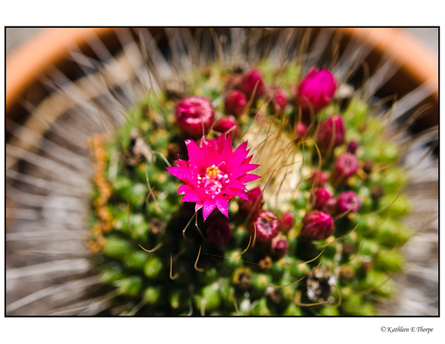 Cactus Flowers