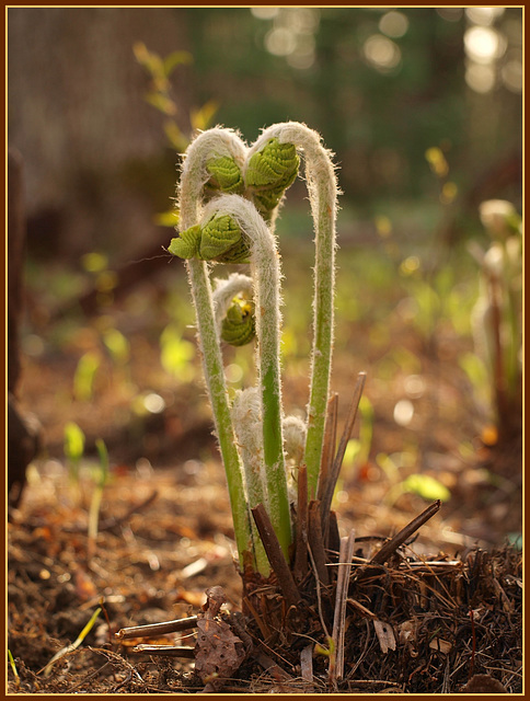 waiting to unfurl