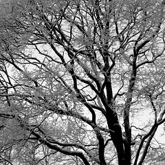 Foliage of snow