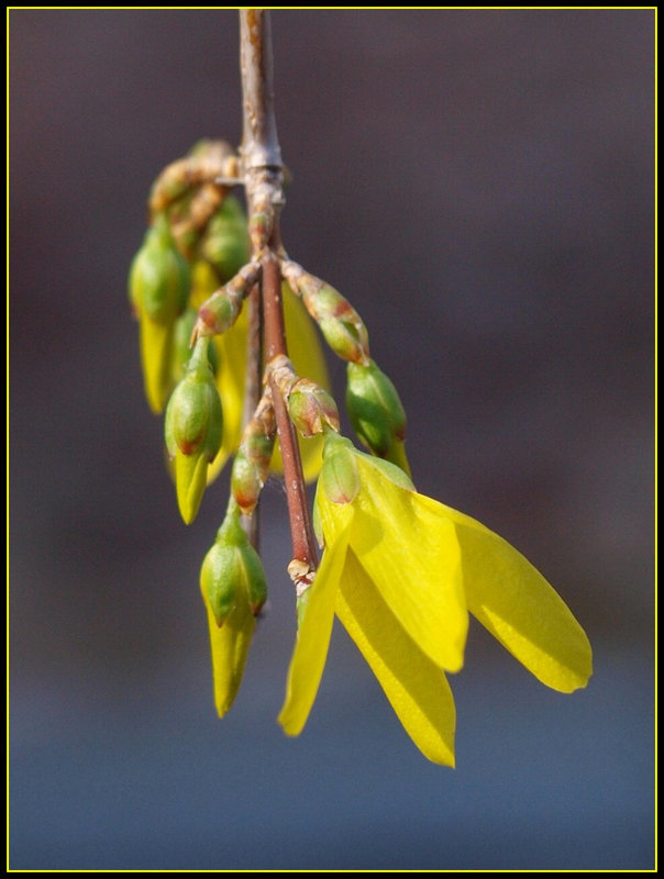 drooping forcythia