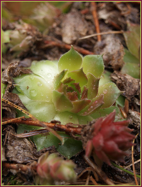 hens 'n' chicks