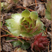 hens 'n' chicks