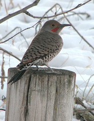 Flicker