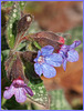 lungwort