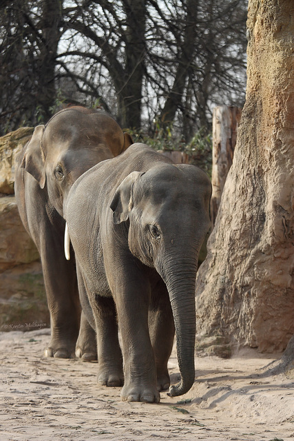 Tarak und Voi Nam (Zoo Heidelberg)