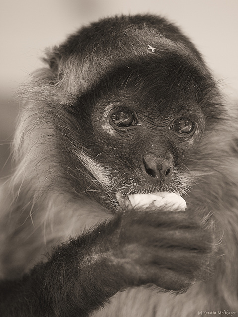 Geoffroy-Klammeraffe (Zoo Karlsuhe)