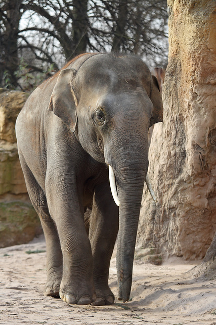 Voi Nam (Zoo Heidelberg)