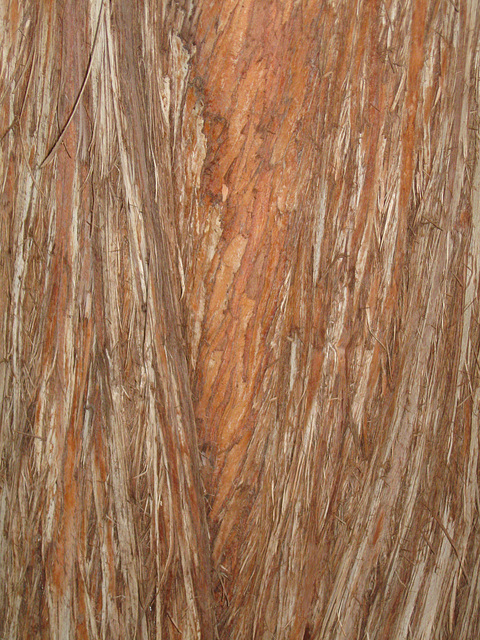 Bark, Huntington Gardens