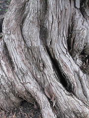 Bark, Huntington Gardens