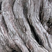 Bark, Huntington Gardens