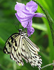 On purple