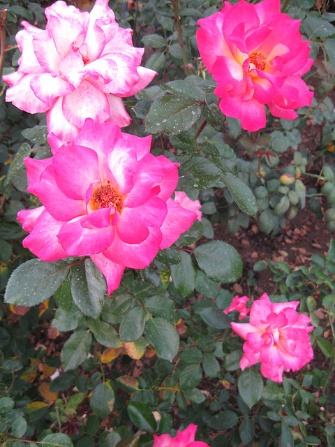 Pink, Huntington Gardens