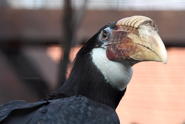 Papua-Hornvogel (Zoo Heidelberg)