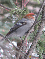 Pine Grosbeak