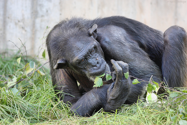 Schimpansin (Zoo Heidelberg)