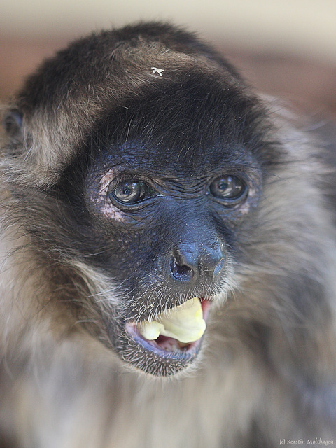 Geoffroy-Klammeraffe (Zoo Karlsuhe)