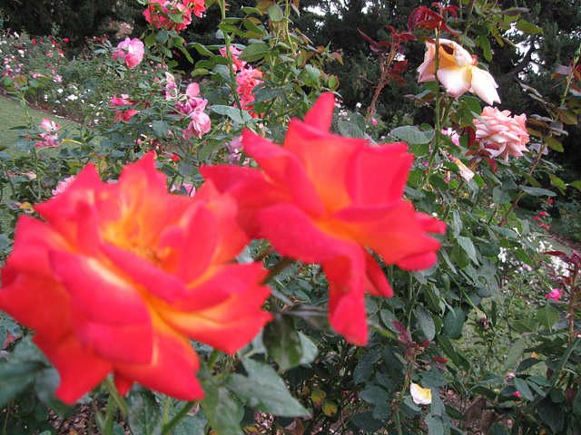 Red, Huntington Gardens