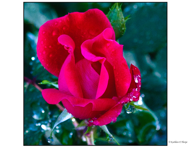 Knockout Rose in Rain