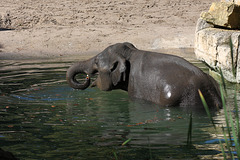 Junger Wilder im Bad (Zoo Heidelberg)