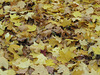 Fall leaves