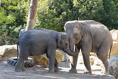 Junge Wilde (Zoo Heidelberg)