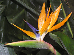 Bird of Paradise