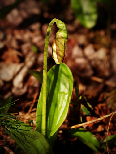 spring slipper