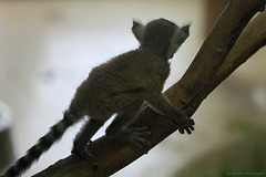 Silhouette (Zoo Karlsruhe)