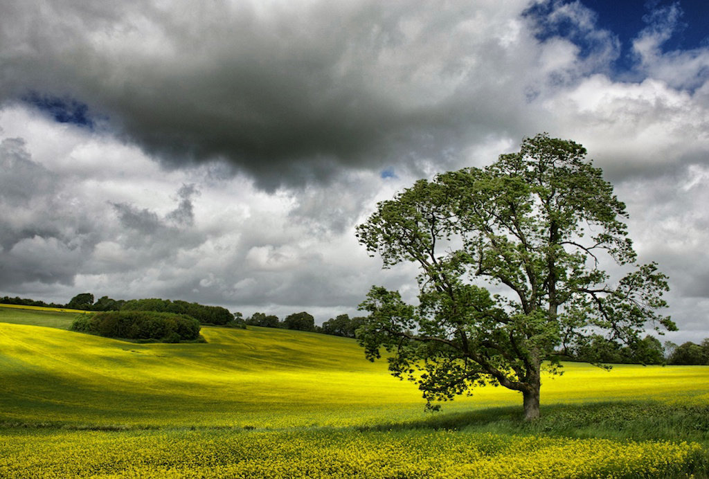 Tree in oilseed rape field.