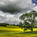 Tree in oilseed rape field.