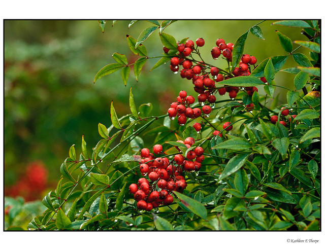 Nandina Berries Cluster in Rain