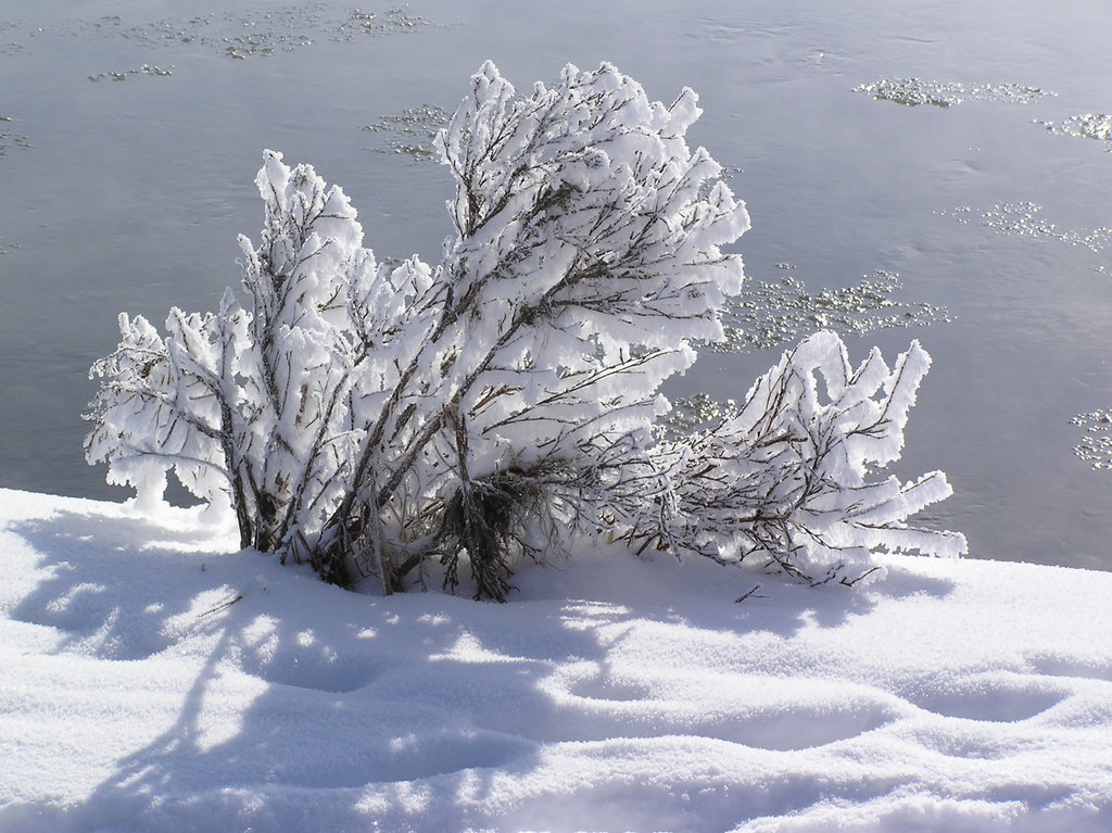 Winter beauty