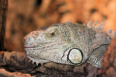 Grüner Leguan (Zoo Karlsruhe)