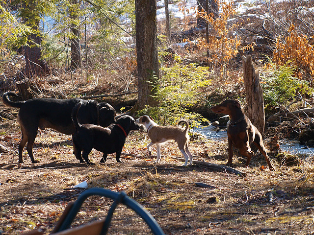 by the river, the pack plots