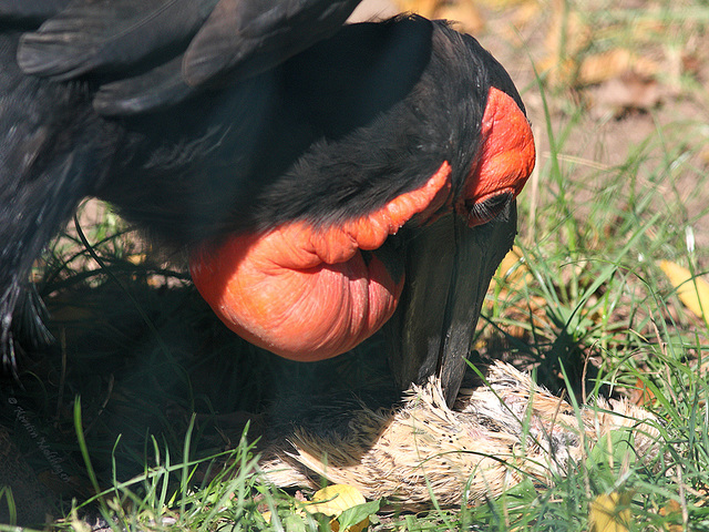 Lecker... *oerks* (Zoo Heidelberg)