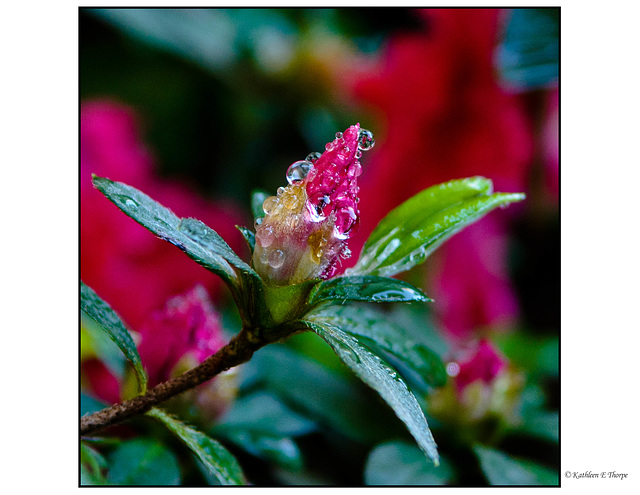 Red Ruffle Azalea Bud in Rain - Bokeh